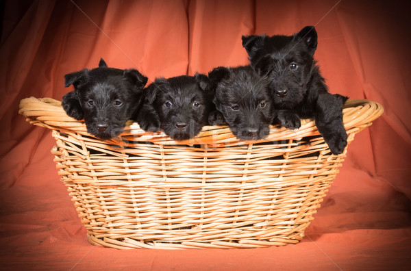 litter of scottish terriers Stock photo © willeecole