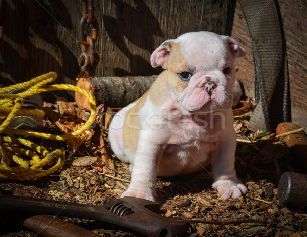 Foto d'archivio: Cute · cucciolo · english · bulldog · legno · farm