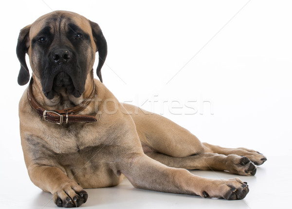 Engels bulhond puppy witte studio Stockfoto © willeecole