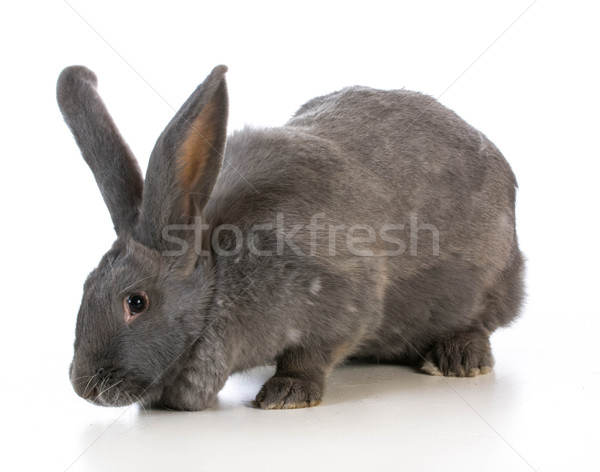 Riese bunny weiß Ostern jungen Studio Stock foto © willeecole