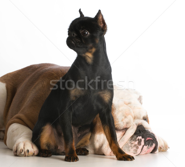 Zdjęcia stock: Dwa · psów · inny · biały · Bruksela