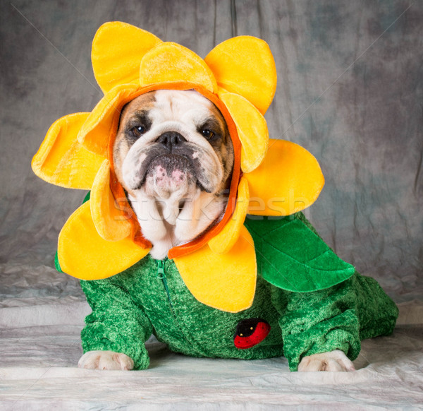 Drăguţ câine buldog floare costum Imagine de stoc © willeecole