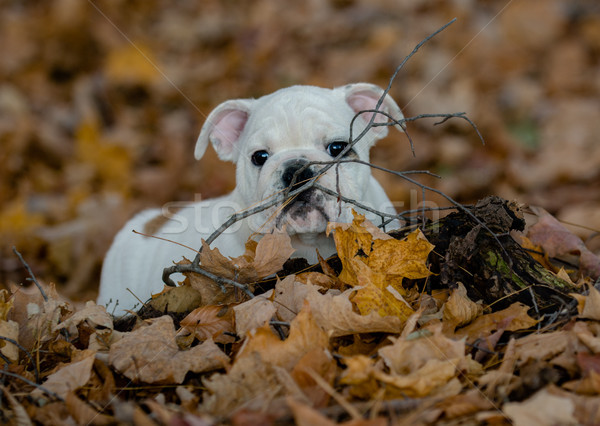 Chiot jouer à l'extérieur automne bulldog [[stock_photo]] © willeecole