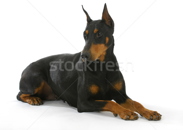 doberman pinscher Stock photo © willeecole