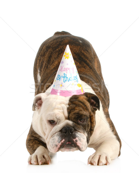 рождения собака английский бульдог Hat Сток-фото © willeecole