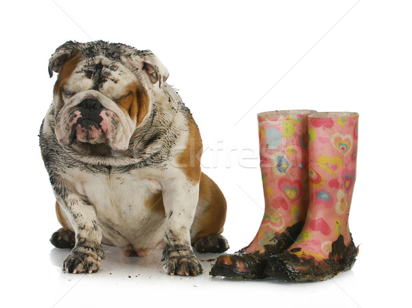 Schlecht Hund schlammigen Englisch Bulldogge Sitzung Stock foto © willeecole