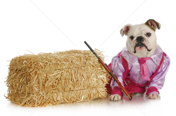 ブルドッグ 犬 カウボーイ ピンク 紫色 ペット ストックフォト © willeecole