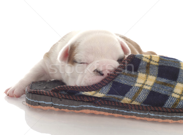 three week old english bulldog puppy curled up with a plaid slipper Stock photo © willeecole