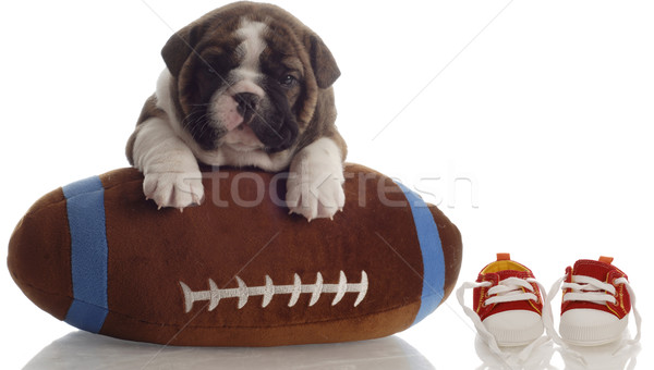 Englisch Bulldogge Welpen spielen Fußball Sitzung Stock foto © willeecole