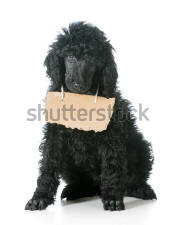 Stock photo: newfoundland puppy laying down - twelve weeks old