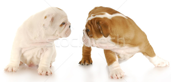 two puppies Stock photo © willeecole