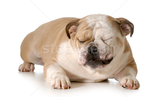 Bulldog dom geïsoleerd witte hond gezicht Stockfoto © willeecole