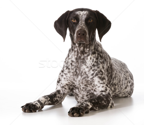 german shorthaired pointer female Stock photo © willeecole
