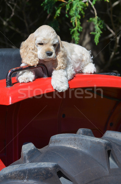 Boerderij hond puppy leggen wrijfhout trekker Stockfoto © willeecole