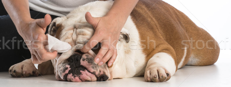 Kutya takarítás bulldog orr ránc kéz Stock fotó © willeecole