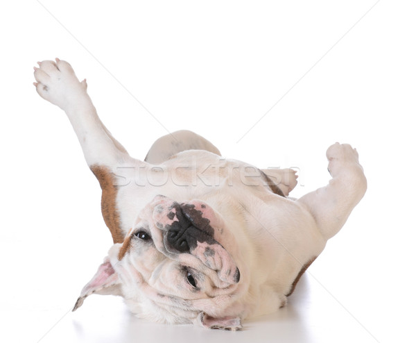 Stock photo: itchy dog