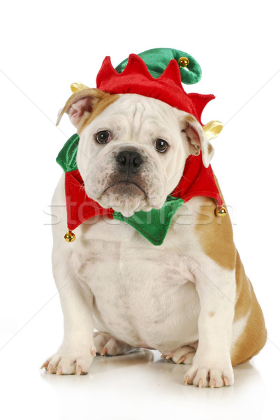 [[stock_photo]]: Chien · Noël · elf · anglais · bulldog · costume