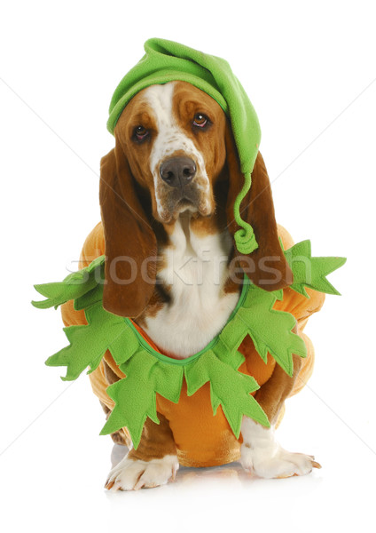 dog dressed up for halloween Stock photo © willeecole