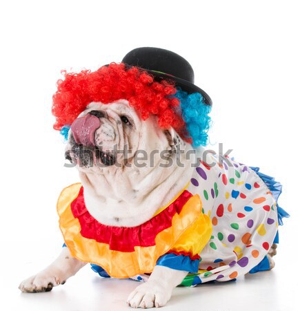 Perro Inglés bulldog hasta como Foto stock © willeecole