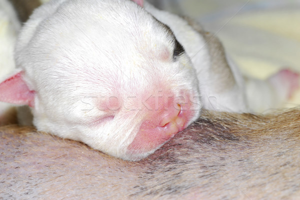 puppy nursing Stock photo © willeecole