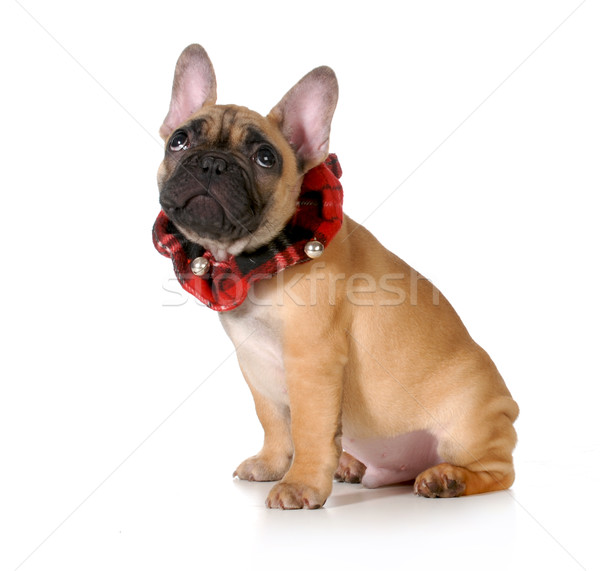 Stock photo: christmas puppy