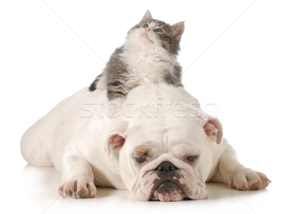 Kat hond kitten leggen Engels Maakt een reservekopie Stockfoto © willeecole