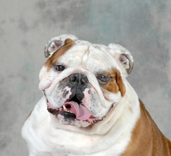 Angol bulldog portré négyéves férfi kutya Stock fotó © willeecole