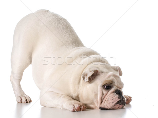 english bulldog Stock photo © willeecole