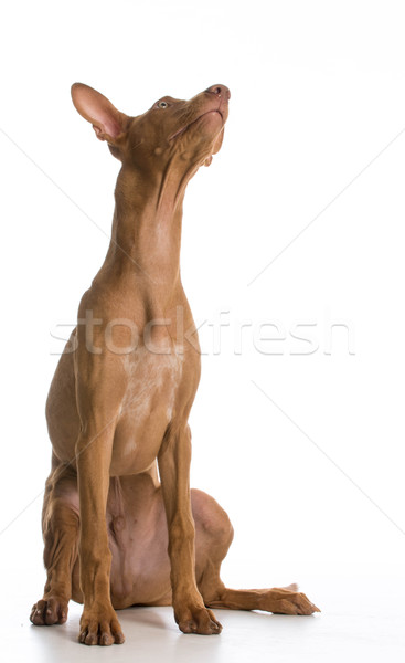 ファラオ ハウンド 犬 座って 白 ストックフォト © willeecole