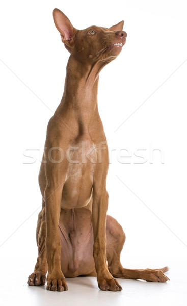 Funny perro faraón sabueso retrato Foto stock © willeecole