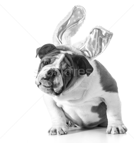 easter dog Stock photo © willeecole