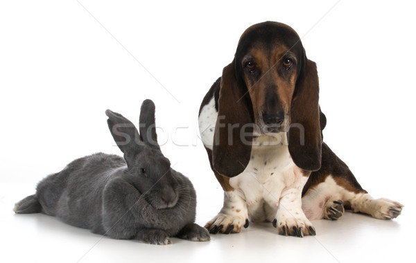 Jagdhund Hund Sitzung neben Riese Kaninchen Stock foto © willeecole