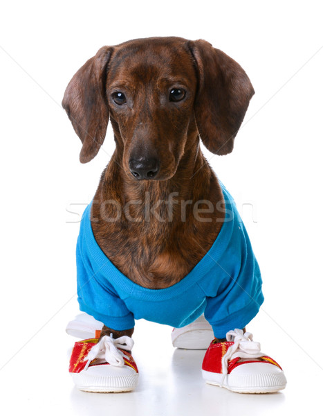 Sportowe ogar jamnik shirt buty do biegania Zdjęcia stock © willeecole