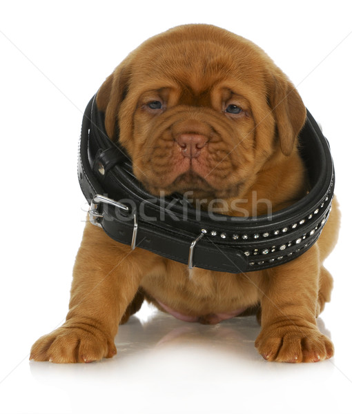puppy growth Stock photo © willeecole