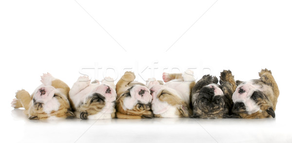 sleeping puppies Stock photo © willeecole