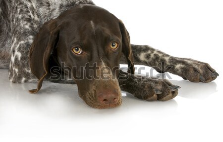 Jagdhund isoliert weiß Baby Liebe Stock foto © willeecole