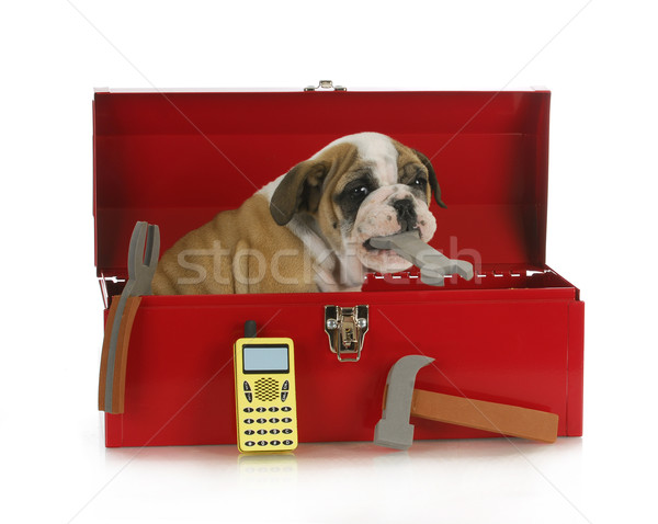 Pracy psa angielski bulldog szczeniak posiedzenia Zdjęcia stock © willeecole