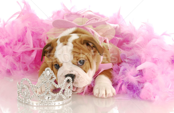 Mauvais chiot chien anglais bulldog [[stock_photo]] © willeecole