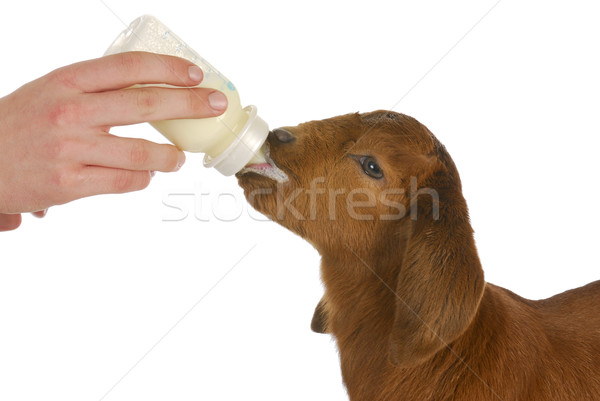 Sticlă copil capră alb băiat Imagine de stoc © willeecole