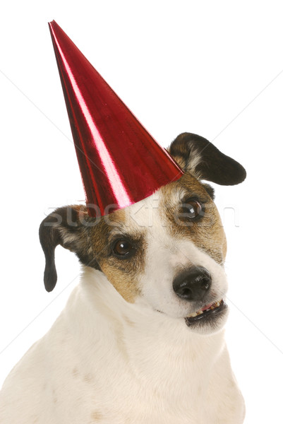 party dog Stock photo © willeecole