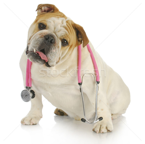 Psa stetoskop weterynaryjny opieki angielski bulldog Zdjęcia stock © willeecole