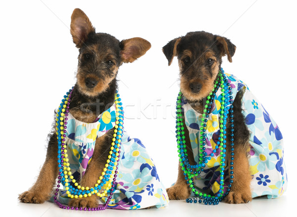 two female puppies Stock photo © willeecole