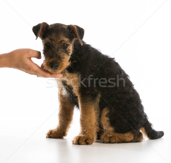 hand helping puppy Stock photo © willeecole