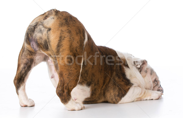 Stockfoto: Hond · bulldog · bum · omhoog · boeg · geïsoleerd