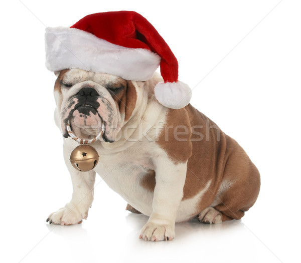 christmas dog Stock photo © willeecole