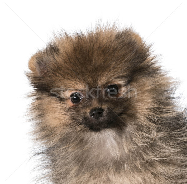 pomeranian puppy Stock photo © willeecole