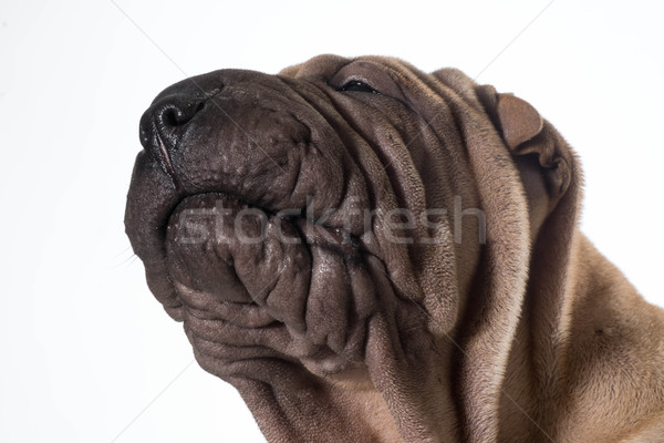 chinese shar pei head portrait Stock photo © willeecole