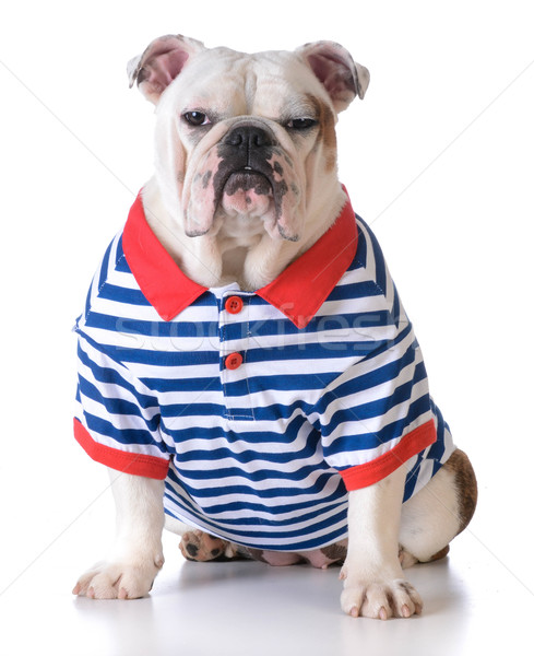 dog wearing a shirt Stock photo © willeecole