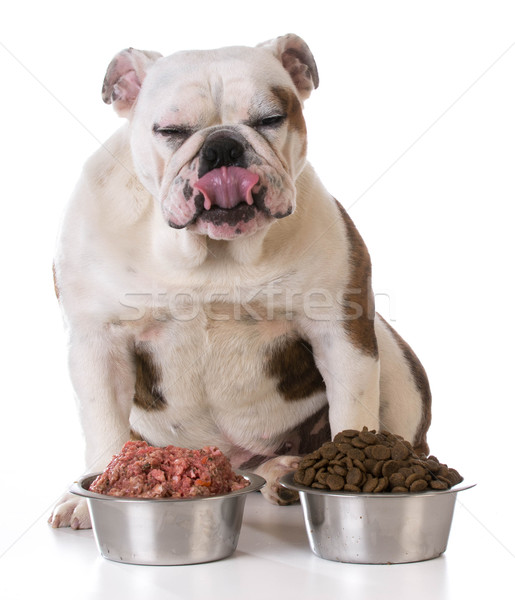 choice between raw and kibble Stock photo © willeecole