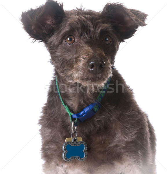 dog wearing a collar with a name tag Stock photo © willeecole